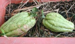 在农村吃瓜50字,吃瓜乐趣无限