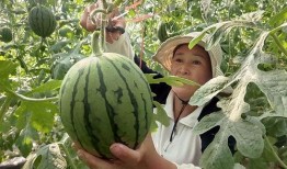 红玉瓜小吊瓜怎么吃最好,红玉瓜小吊瓜的多样美味食用指南
