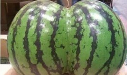 我们是吃瓜组合,揭秘娱乐圈幕后故事，带你领略明星们的真实生活