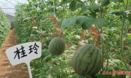 南宁行健吃瓜,一场别开生面的“吃瓜”盛宴