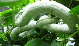 蛇瓜这样吃,探索美味与健康的完美融合