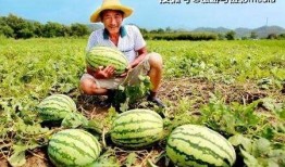 瓜农送好友吃瓜摔瓜,好友间友谊更显真挚