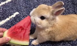 兔子吃梨瓜,一场甜蜜的邂逅