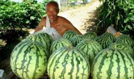 瓜农送好友吃瓜摔瓜,好友间友谊更显真挚