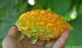 吃黄金的瓜,揭秘吃黄金的瓜背后的真相