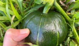 谁吃贝贝瓜,探寻“谁吃贝贝瓜”的神秘传说