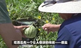 日本人吃棚瓜视频,棚瓜的独特风味与食文化