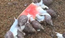 蜗牛吃四瓜,探寻自然界的奇妙食趣