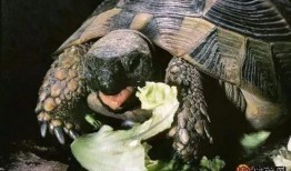 cp龟吃瓜视频,揭秘娱乐圈背后的甜蜜与酸楚