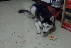 二哈吃瓜中毒,一场意外引发的宠物安全警钟