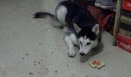 二哈吃瓜中毒,一场意外引发的宠物安全警钟