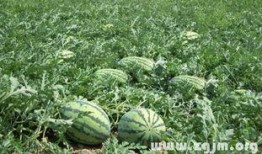 梦见瓜地吃瓜是什么意思,瓜地吃瓜预示着什么？