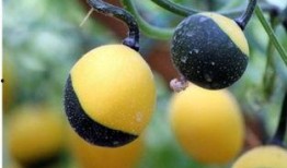 吃吊瓜搞笑用词,笑料横生的美食奇遇记