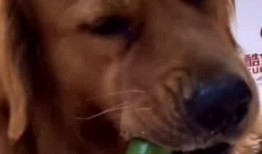 狗狗吃刺瓜,紧急应对与预防措施