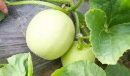 书穿带有吃瓜系统,吃瓜系统带我玩转宫廷风云