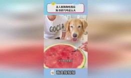 狗狗吃瓜吗,揭秘它们对西瓜的喜爱之谜