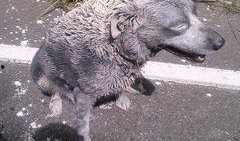 车祸现场吃瓜狗狗视频,这瓜太香了！