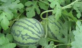 沐森吃瓜,揭秘娱乐圈幕后故事