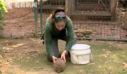 刺猬猫吃瓜,揭秘娱乐圈背后的秘密与真相