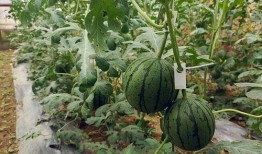 吊瓜嫩头怎么吃,探索清新口感的新吃法