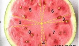 暑期吃瓜记,我的暑期吃瓜记