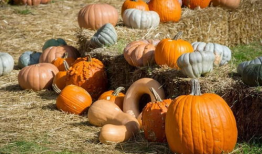 明楼吃瓜,揭秘宫廷吃瓜背后的权力博弈