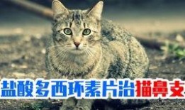 猫吃茄瓜,揭秘猫对茄瓜的喜爱之谜