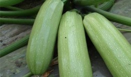 西交院吃瓜,揭秘校园美食背后的故事