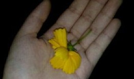 吃瓜网高清素材视频,揭秘热门事件幕后真相