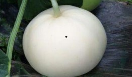 月子里可以吃梨瓜吗,营养与健康的双重保障