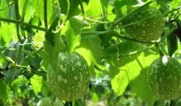 吃吊瓜搞笑用词,笑料横生的美食奇遇记