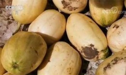 兰西吃瓜事件,一场网络狂欢背后的真相与反思