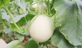 史各庄吃瓜事件,一场引发热议的社区冲突