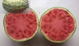 暑期吃瓜记,我的暑期吃瓜记