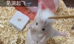 安逸吃瓜的好处,揭秘吃瓜的好处与乐趣