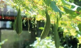 吃瓜半个月,揭秘娱乐圈幕后风云