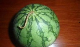 老话说的吃瓜,揭秘网络热议背后的真相与趣味