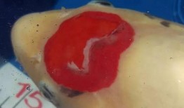 金鱼吃煮熟的瓜