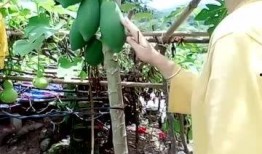 什么瓜吃胸会大,营养与健康的平衡之道