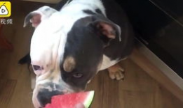 狗狗可以吃曲瓜嘛,曲瓜是否适合狗狗食用？