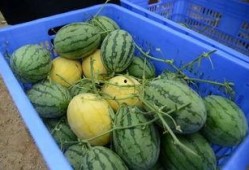 qq有哪些吃瓜的群,那些热门的吃瓜群盘点