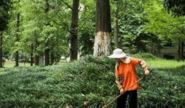 保洁阿姨吃瓜,保洁阿姨的甜蜜生活