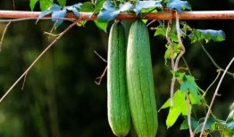 三三创意吃瓜,趣味横生的夏日消暑新风尚