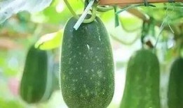 芒允村吃瓜,瓜田里的欢乐时光