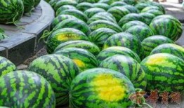 重点大学吃瓜,揭秘校园里的那些“吃瓜”事件