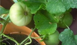 单位摸鱼吃瓜,轻松吃瓜，畅享职场小确幸