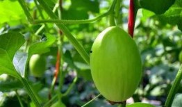 吃花蜜瓜的好处,天然甜蜜，健康益处多