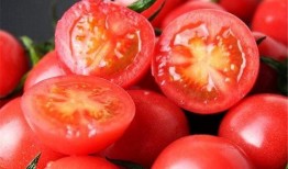 小瓜吃番茄了吗,吃了吗？