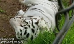 虎爷吃瓜,揭秘娱乐圈幕后风云