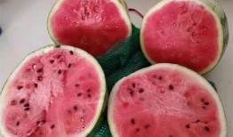 真的假吃瓜,网络热词背后的真相与笑料